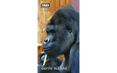 M072 - Gorila nížinná