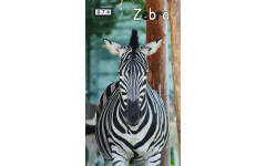 M074 - Zebra