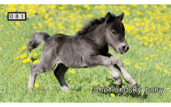 M081 - Shetlandský pony